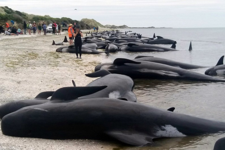 Des baleines échouées en Nouvelle-Zélande