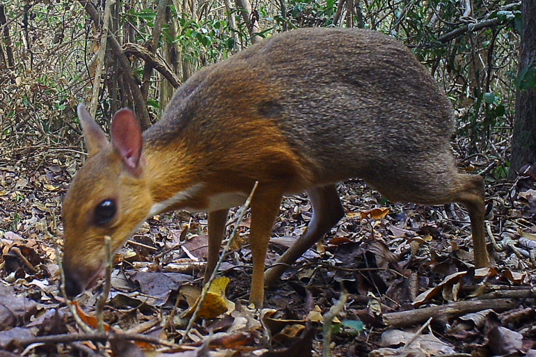 Un cerf-souris (Illustration). 