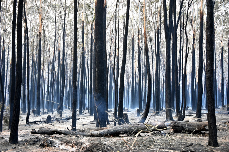 Des arbres brûlés après un feu de brousse à Old Bar à 350 km au nord de Sydney en Australie, le 10 novembre 2019.