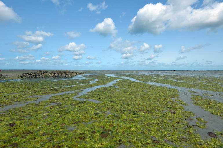 Les algues vertes sont de retour en Bretagne : celles de Normandie  sont-elles aussi nocives ?