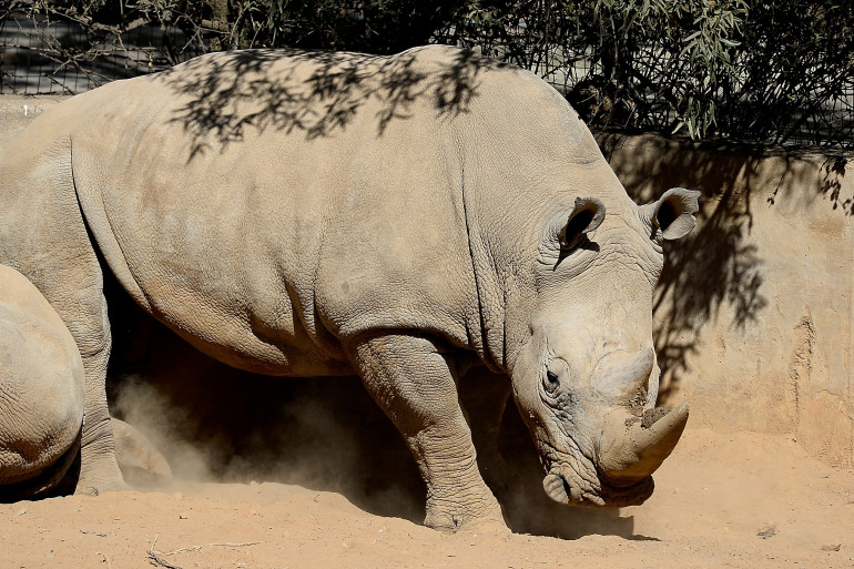 Un rhinocéros blanc (illustration)