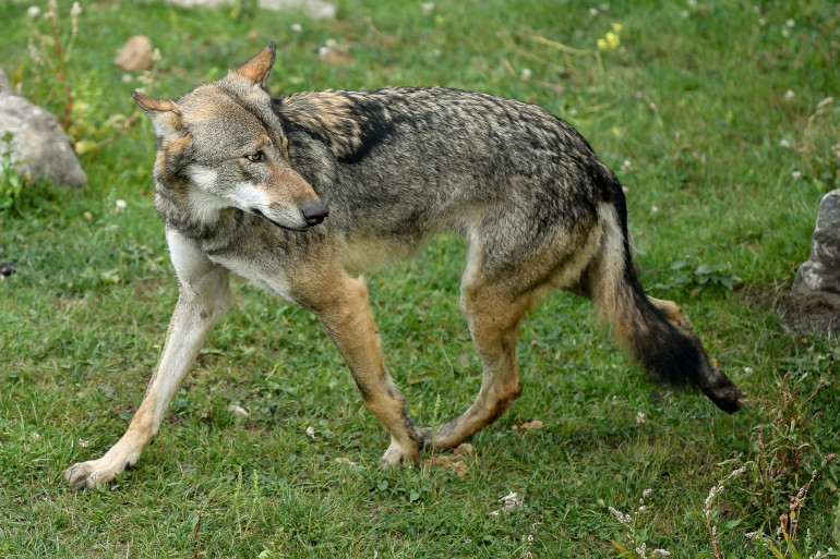 Un loup gris dans un zoo, en Belgique.