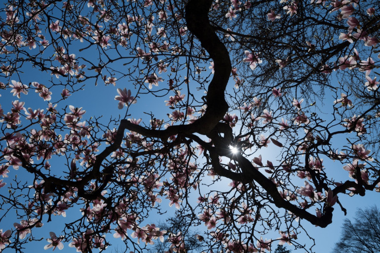 L'arbre de vie du printemps