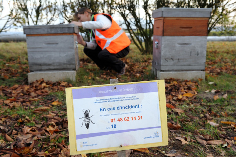 Un employé de l'aéroport de Roissy-Charles de Gaulle inspecte les ruches installées dans une zone en friche de l'aéroport, le 13 novembre 2008 à Roissy-en-France