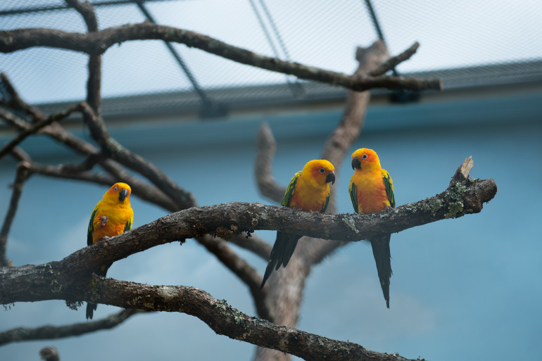 Les visiteurs peuvent y observer 50 espèces d'oiseaux exotiques.