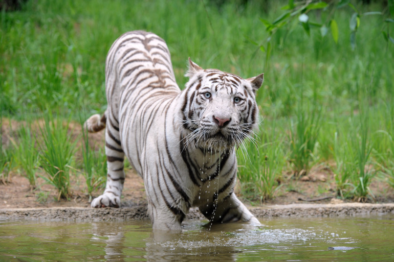 Zoo et animaux sauvages