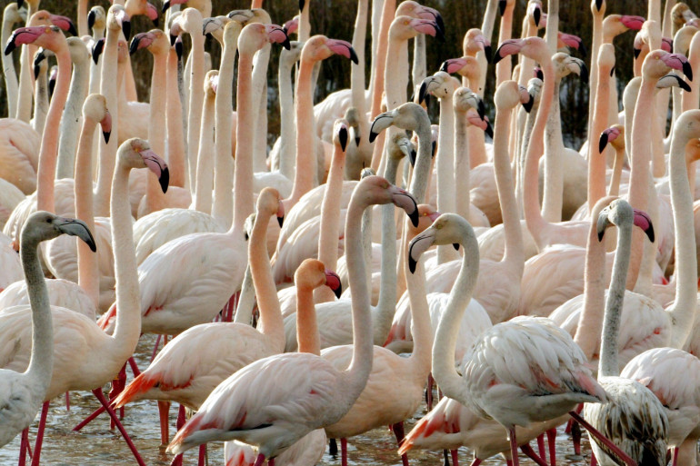 Des flamants roses en Camargue (Illustration)