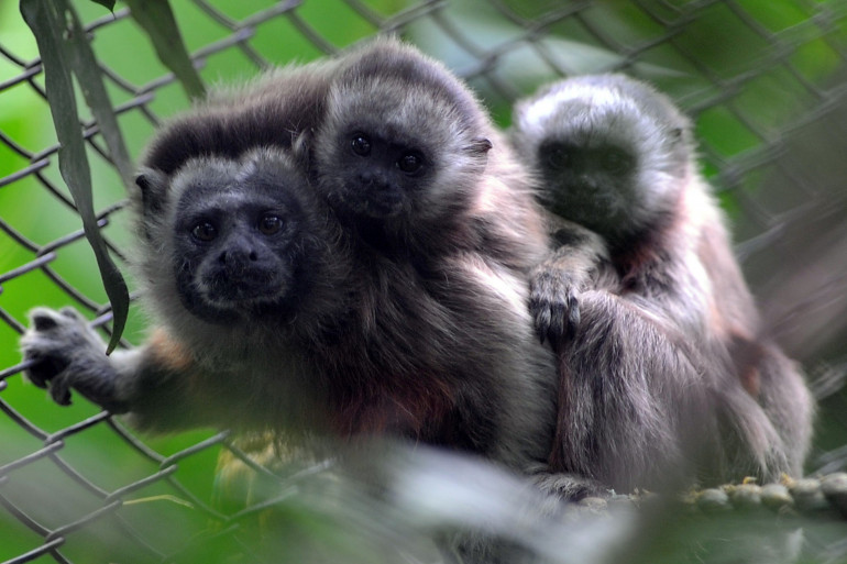 Vendée: Un tamarin, petit singe d'une espèce menacée, dérobé dans un zoo