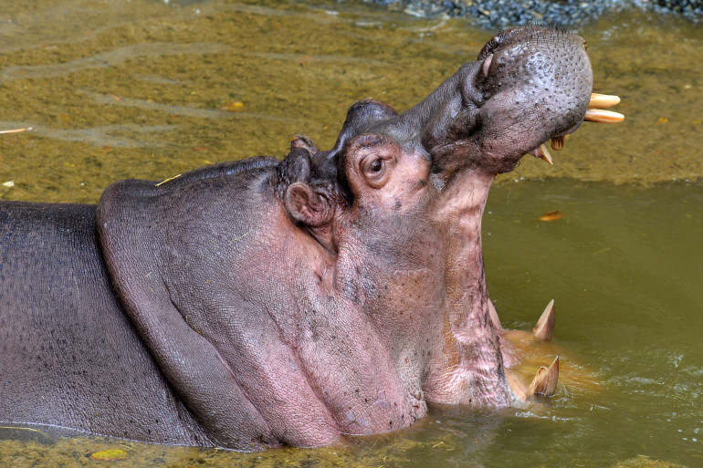 Un hippopotame (illustration)