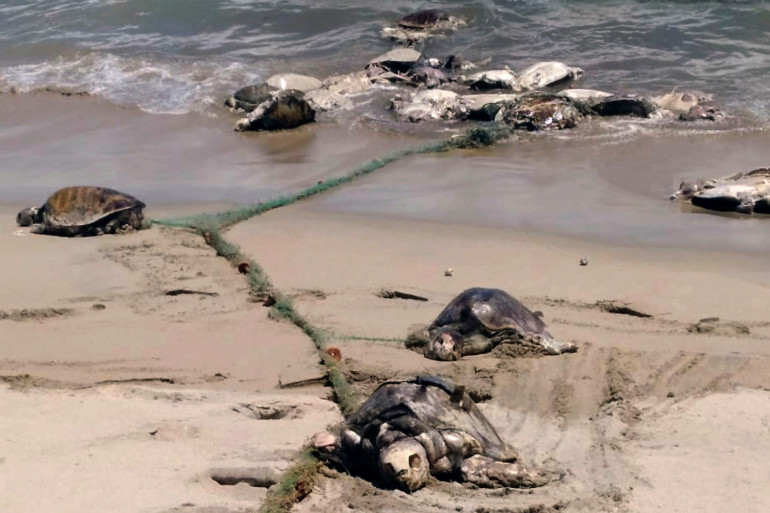 300 tortues de l'espèce golfina ont été trouvées mortes dans le Pacifique mexicain mercredi 29 août 2018