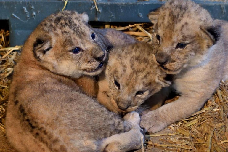 Parc zoologique de Vincennes : Un paysage qui se met au service