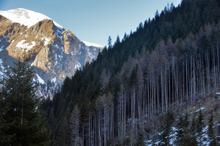 Une forêt roumaine victime de la déforestation illégale, dans les Carpates, ici en 2014