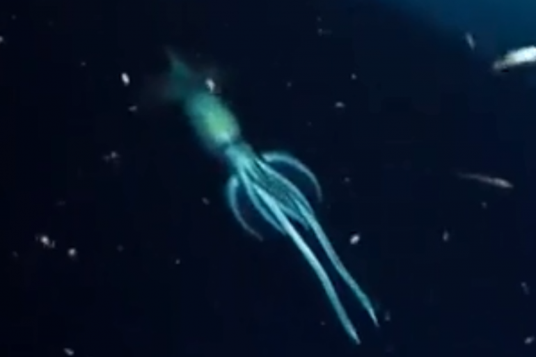 VIDÉO - Mer Rouge : une créature géante identifiée dans les profondeurs