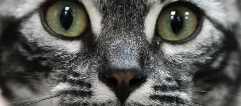 Le Chat Ne Sera Pas Classe Nuisible L Amendement Est Juge Irrecevable