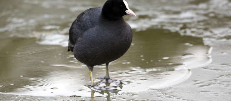 Un Oiseau Reapparait 136 000 Ans Apres Son Extinction