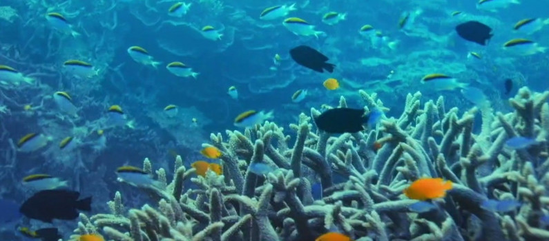 Journée mondiale de la mer : 3 documentaires à voir absolument - Vimarsana News
