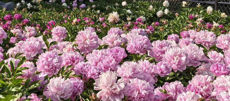 Fête des Mères : Fleurs, Cadeaux et Traditions en France