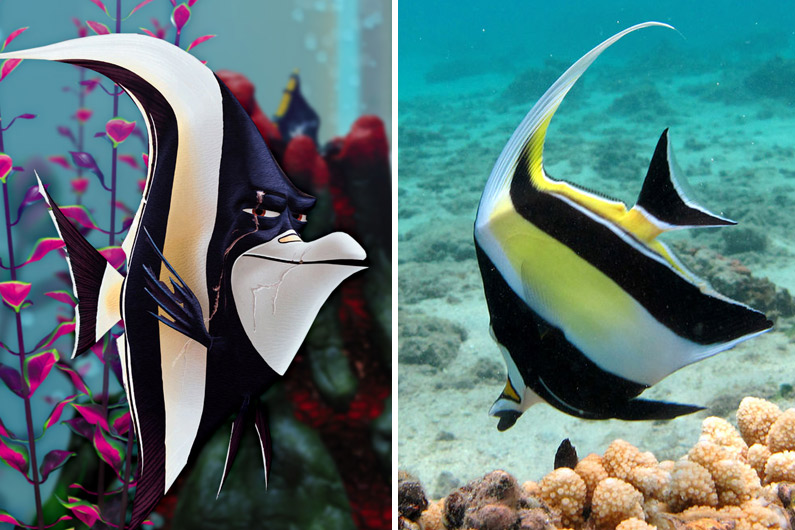 En Images Le Monde De Dory Voici A Quoi Ressemblent Les Poissons Du Film Dans La Realite