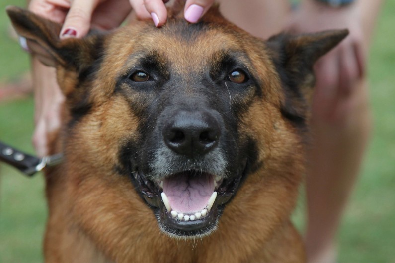 En Images Quels Sont Les Chiens Preferes Des Francais