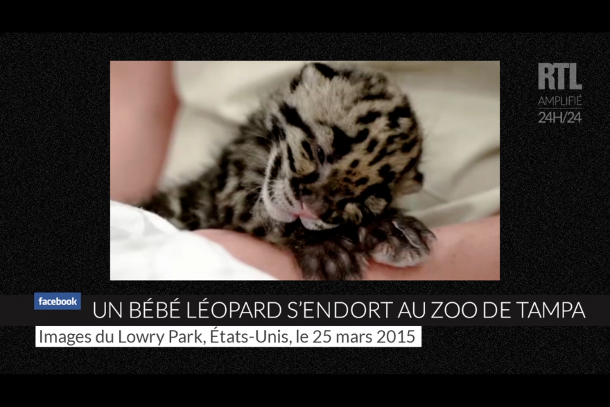 Video Un Bebe Leopard S Endort Au Zoo De Tampa