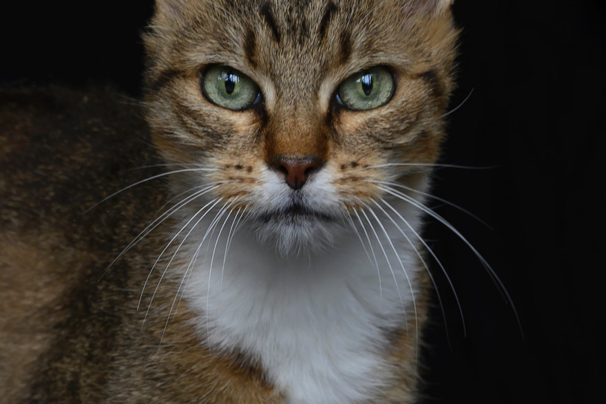 Pourquoi Dit On Des Chats Qu Ils Ont Neuf Vies