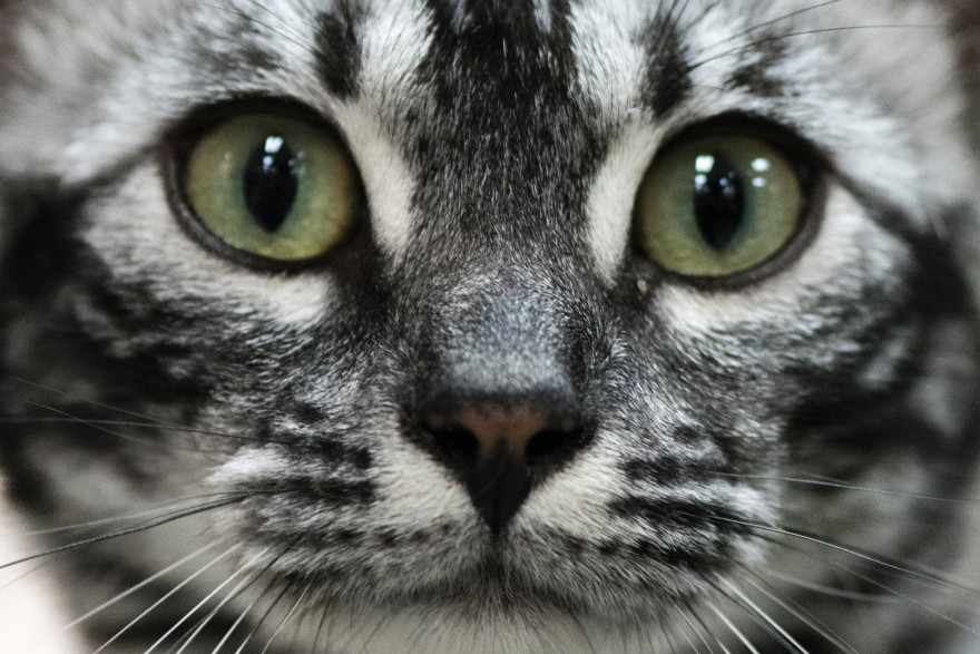 Coronavirus Les Animaux De Compagnie Peuvent Ils Etre Contamines