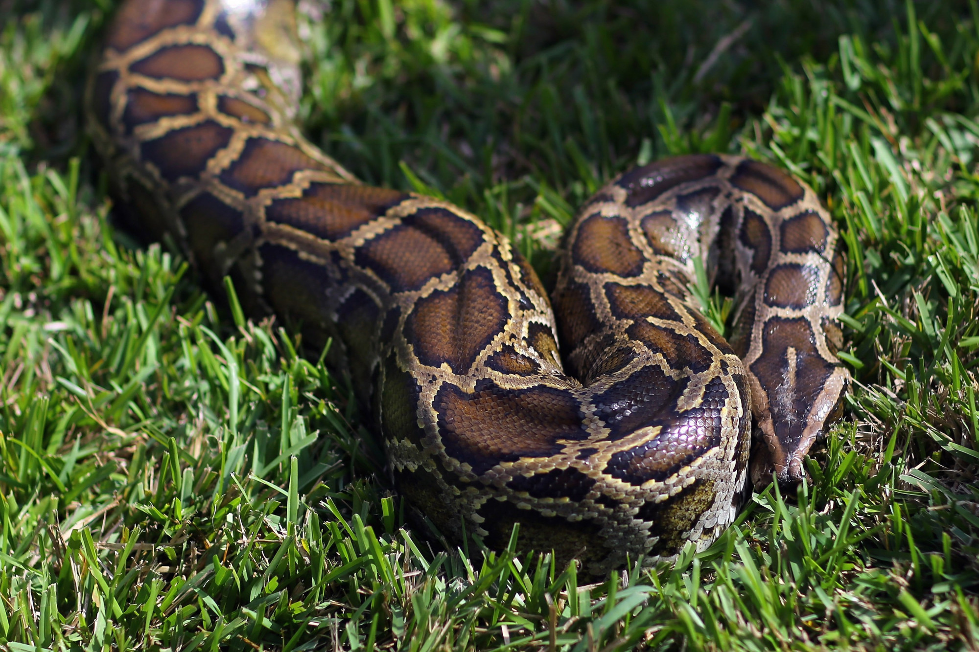 Un python de 4 mètres en liberté en Ardèche