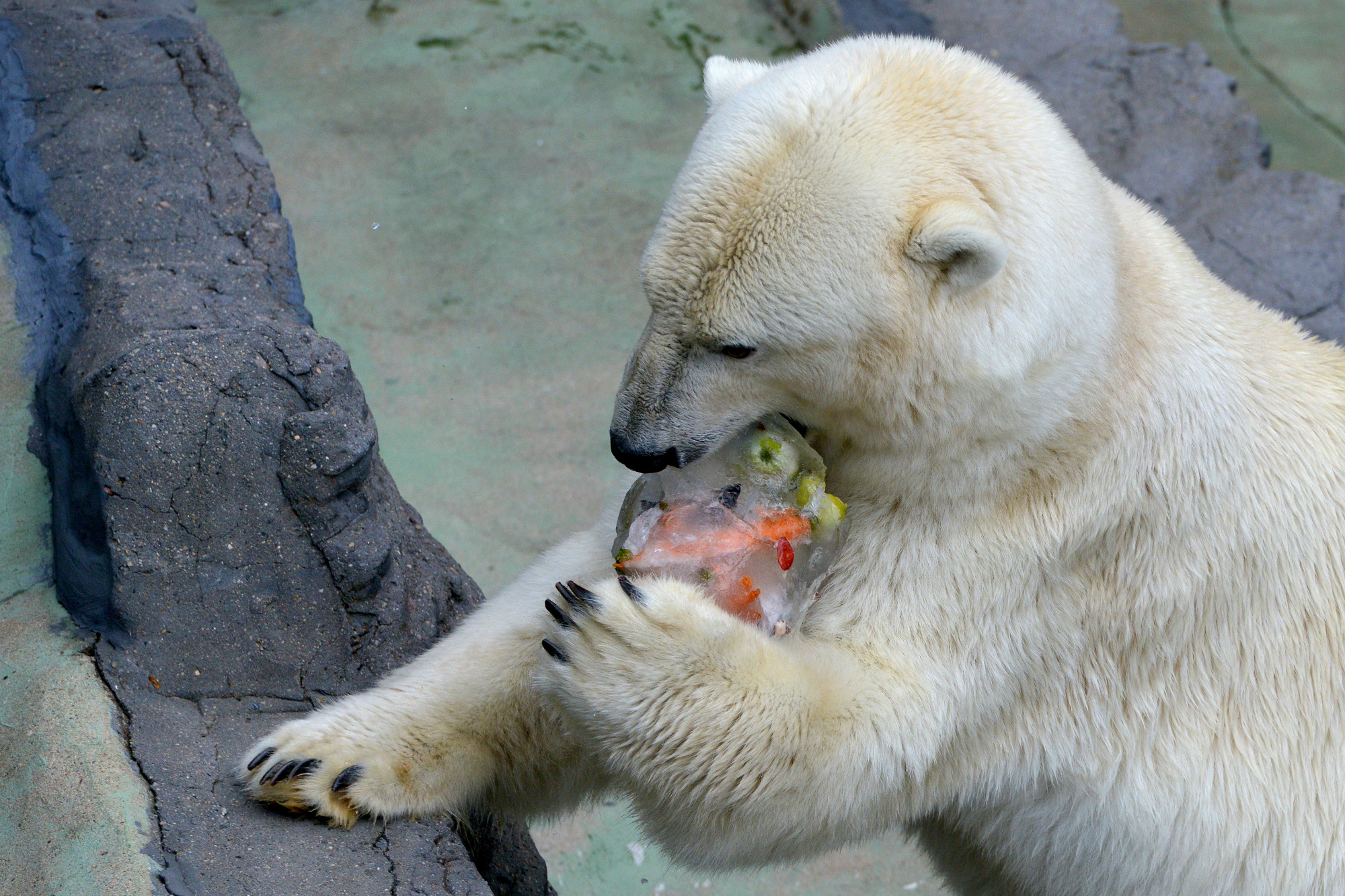 L Ours Qui Pète Et Qui Rote Le plus vieil ours polaire américain est mort