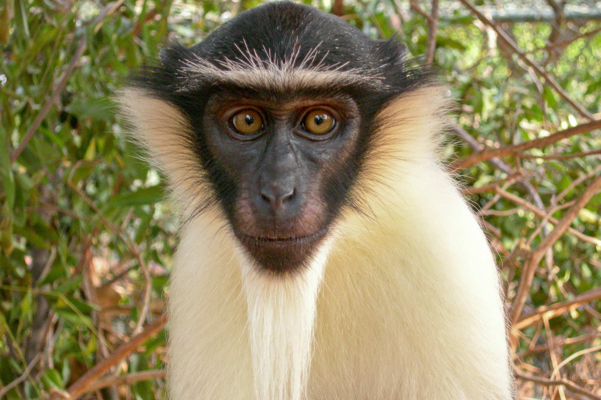 EN IMAGES Ces primates au bord de l'extinction