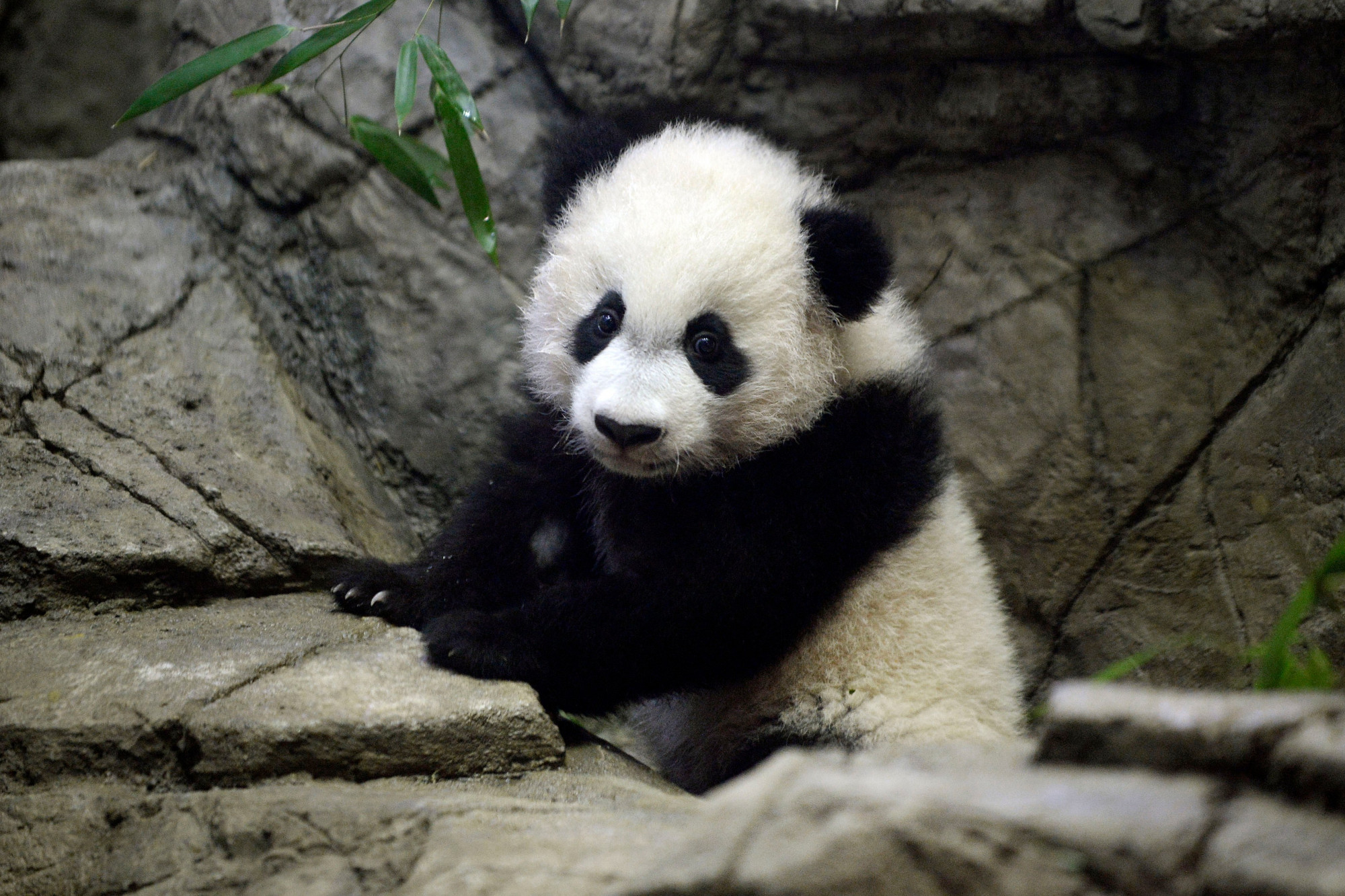 EN IMAGES Bei Bei, le bébé panda géant de Washington, attire les foules