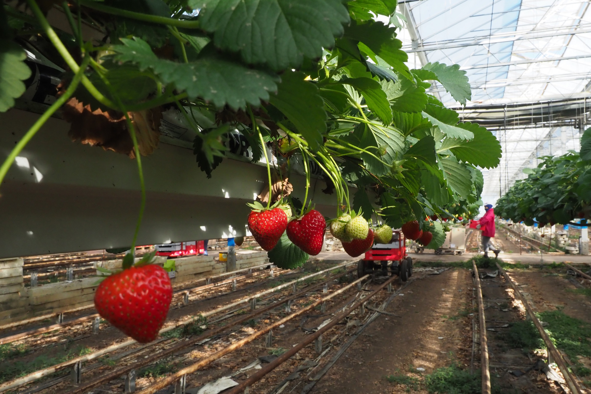 Les producteurs de fruits et légumes bio doivent-ils pouvoir chauffer ...