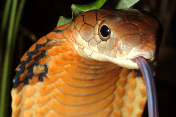 Una cobra real (ilustración)