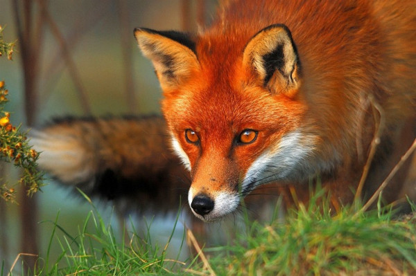 https://images.rtl.fr/~r/600v400/rtl/www/1316886-un-renard-illustration.jpeg