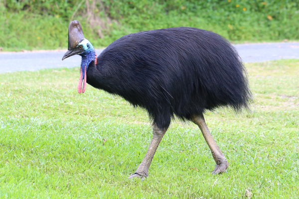 Etats Unis Un Homme Tue Par L Oiseau Le Plus Dangereux Du Monde Etats Unis Un Homme Tue Par L Oiseau Le Plus Dangereux Du Monde