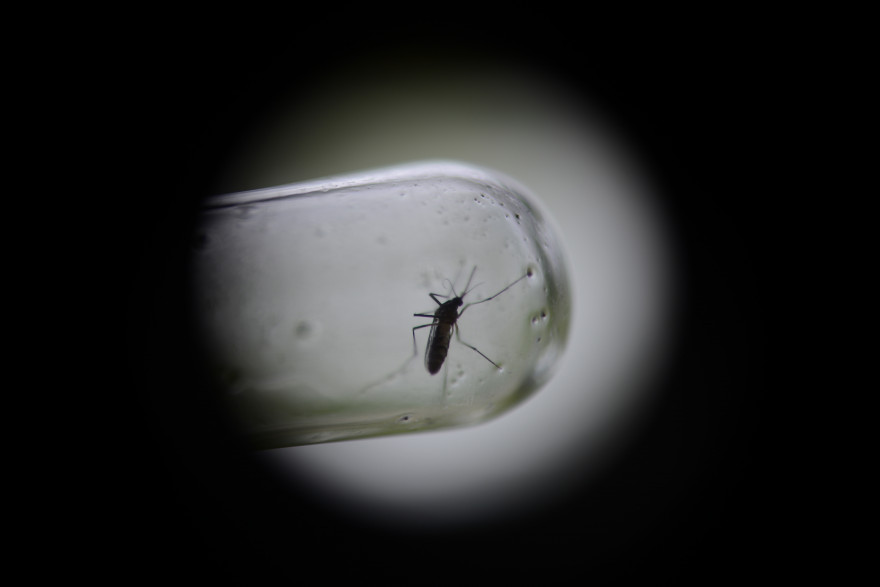 Un moustique Aedes Aegypti vecteur de la dengue.