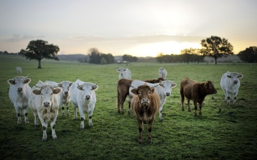 Des vaches dans l'ouest de la France (archives)