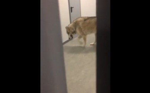 L'Américaine Kate Hansen a vu un loup