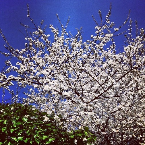 À Mulhouse, les arbres ont affiché leurs premiers bourgeonses.