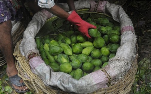 La récolte de papayes en Inde