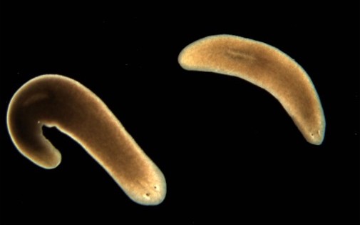 Le ver marin contient de l'hémoglobine en grande quantité