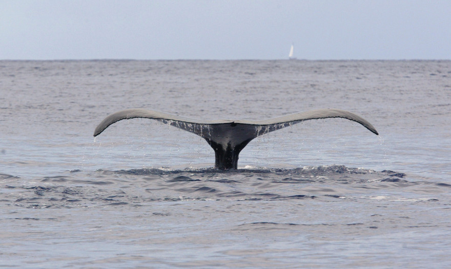 Une baleine à bosses aux abords de l'île de Moorea en Polynésie Française, en 2005