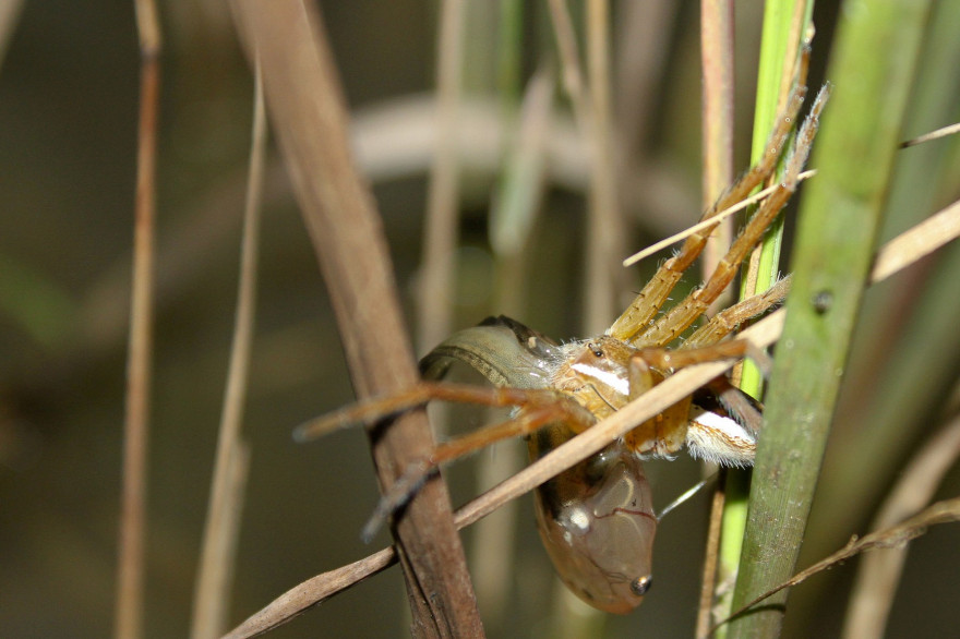 Une araignée dolomède au Cameroun, avec sa proie