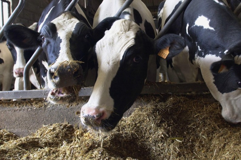 Des vaches laitières abattues en mai 2001 à Argouges (Calvados) après la découverte d'un animal atteint de la maladie de la vache folle (Archives).