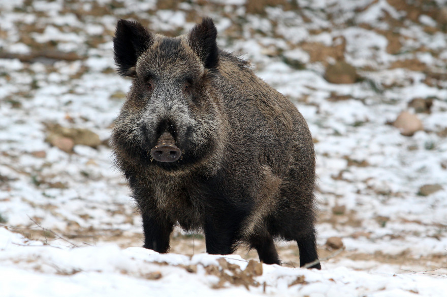 Un sanglier