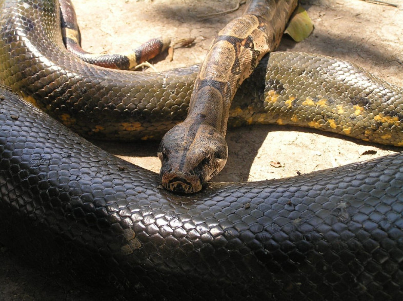 Video Un Pecheur Bresilien Attrape Un Anaconda Geant A Mains Nues