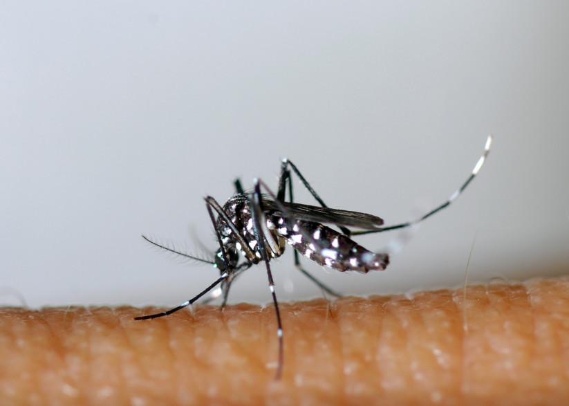 La Guyane est en phase d'épidémie au chikungunya. (Illustration)
