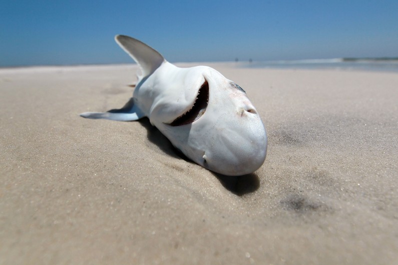 Un requin mort de la pollution en Islande.