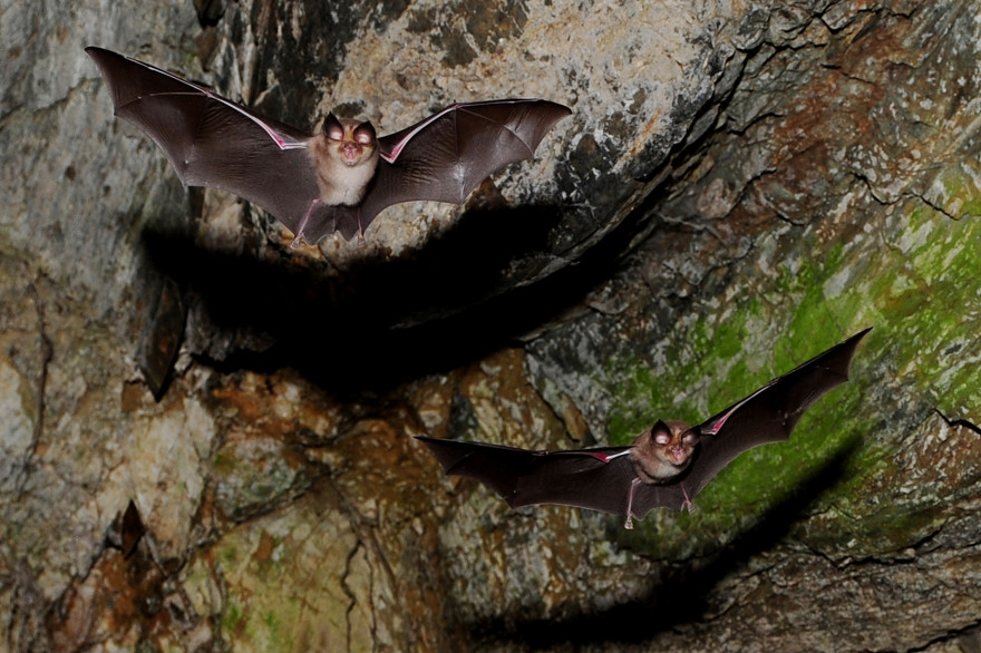 La présence de chauves-souris dans une région pourrait entraîner les risques de diffusion de coronavirus.