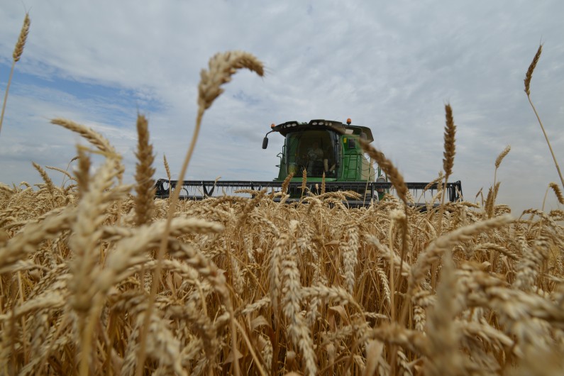 Un agriculteur russe moissonne un champ de blé dans la région de Stavropol, le 9 juillet 2014. (illustration)