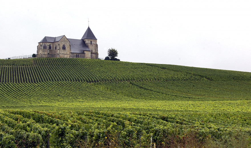 Des vignobles à Villenauxe-la-Grande près d'Eperney
